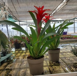 Guzmania Calypso 50cm
