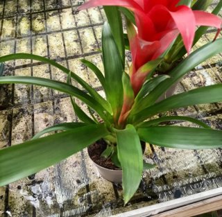 Guzmania Calypso 50cm