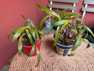 Ledebouria Planta con Maceta Ceramica Sants