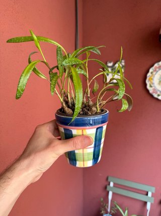 Ledebouria Planta con Maceta Ceramica Sants