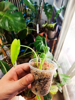 Alocasia Gageana Albo Variegata