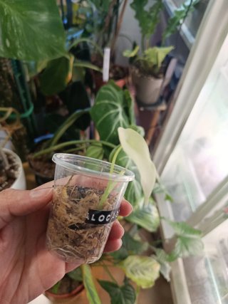 Alocasia Gageana Albo Variegata