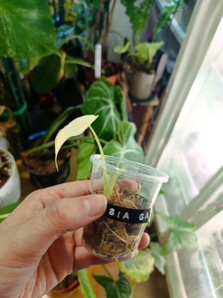 Alocasia Gageana Albo Variegata