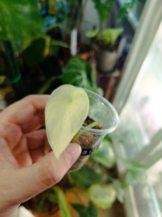 Alocasia Gageana Albo Variegata