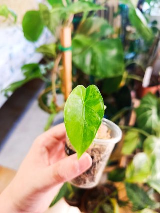 Alocasia Gageana Albo Variegata