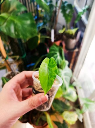 Alocasia Gageana Albo Variegata