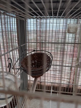 Lote de jaulas de cría para canarios y pájaros