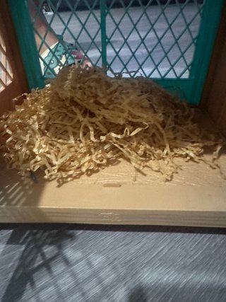 Casita de juguete para cobayas