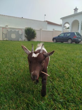 Cabrita Enana