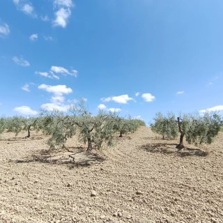 Campo de olivos con aceitunas verdeo, manzanilla