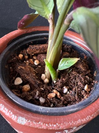 Ctenanthe burle-marxii