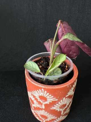 Ctenanthe Burle-Marxii Planta