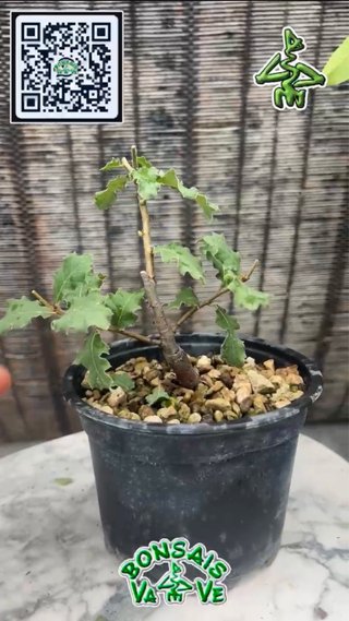 Roble Mary