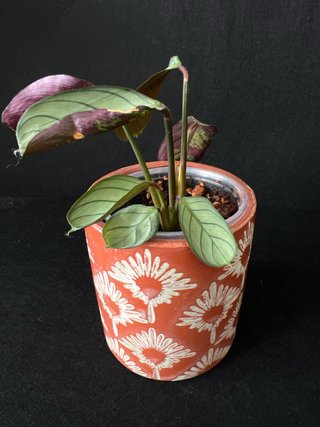 Ctenanthe burle-marxii Planta
