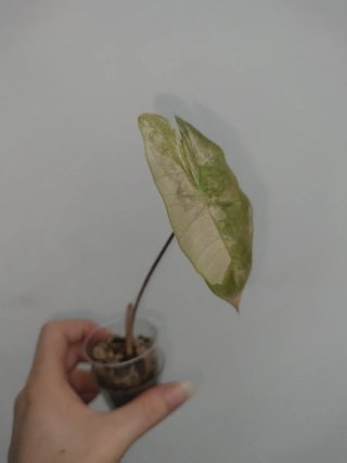 Alocasia Pseudo Sanderiana Pink Variegata