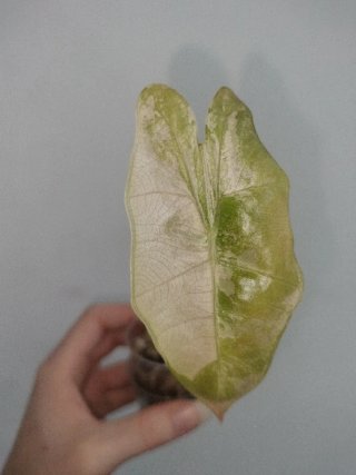 Alocasia Pseudo Sanderiana Pink Variegata