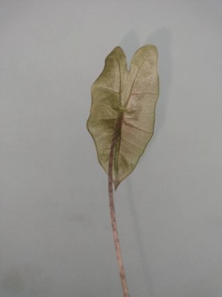 Alocasia Pseudo Sanderiana Pink Variegata