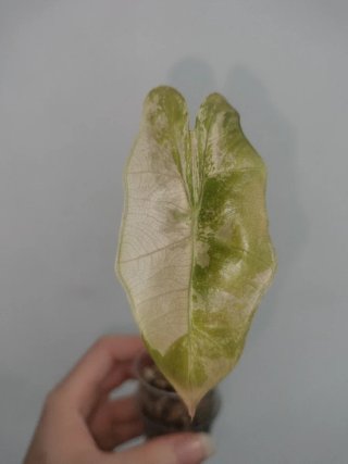 Alocasia Pseudo Sanderiana Pink Variegata