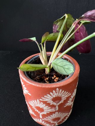 Ctenanthe burle-marxii Planta de Interior