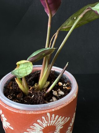Ctenanthe burle-marxii Planta