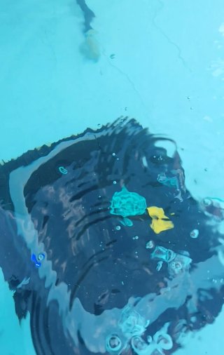 Robot Limpiafondos WYBOT C1 Piscina