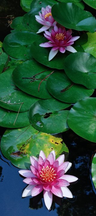 Flor de Loto