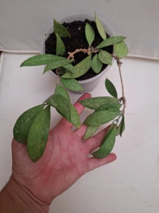 Hoya gracilis memoria planta