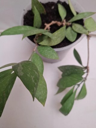Hoya gracilis memoria planta