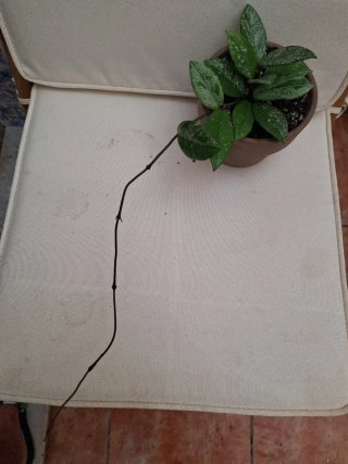 Hoya Wilbur Graves planta