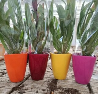 Bromelia Gialla Guzmania