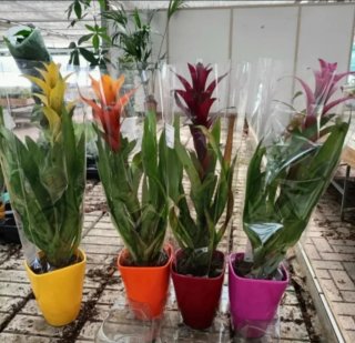 Bromelia Arancione Guzmania