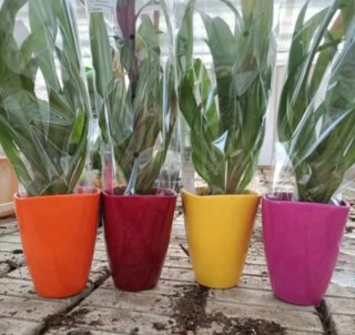 Bromelia Arancione Guzmania