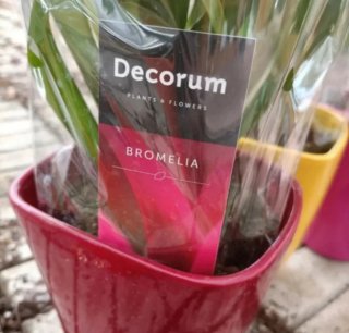 Bromelia Arancione Guzmania