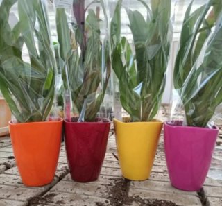 Bromelia Rosa Guzmania