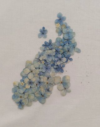 Flores prensadas (hortensias) azules