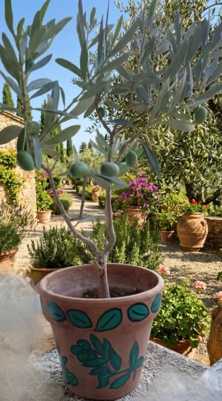 Pianta di ulivo bonsai in vaso terracotta
