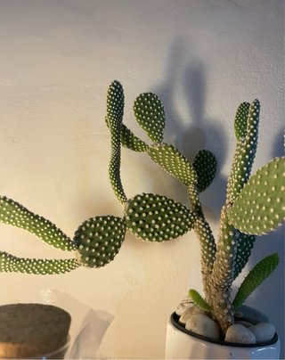 Opuntia Cactus Pianta