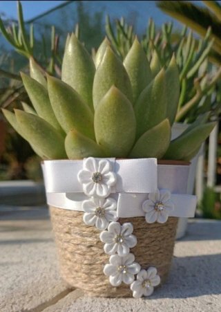 Pianta Echeveria Miranda in vaso decorato