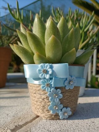 Pianta Echeveria Miranda in vaso decorato