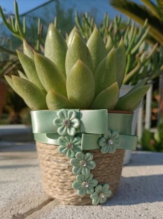 Pianta Echeveria Miranda in vaso decorato