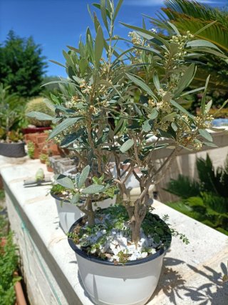 Pianta di ulivo Bonsai 3 tronchi