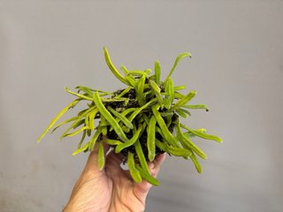 Pyrrosia linearifolia
