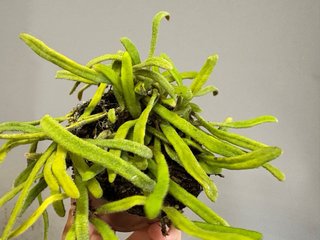 Pyrrosia linearifolia