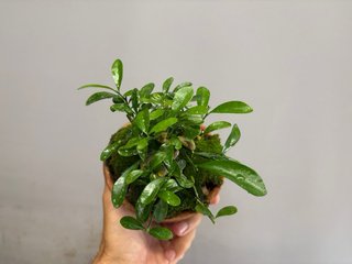 Fortunella hindsii bonsai
