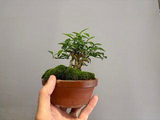 Fortunella hindsii bonsai
