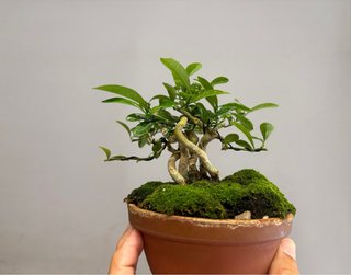 Fortunella hindsii bonsai