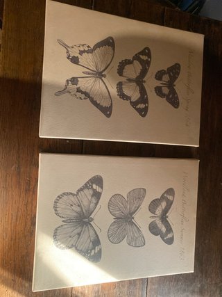 Cuadros de mariposas vintage