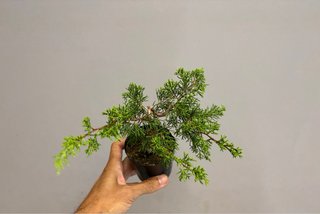 Bonsái Juniperus Chinensis Itoigawa