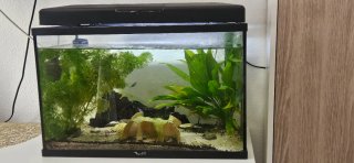 Pecera 50L con plantas y accesorios