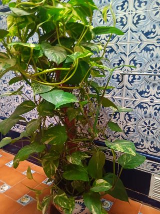 Planta de interior Potos